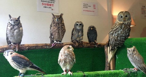 Owl cafes
