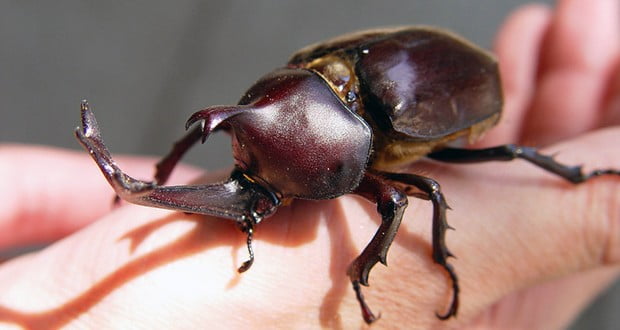 Beetle breeding 