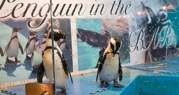 Penguin bars