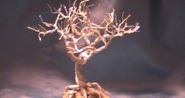 Philosophers Tree Experiment