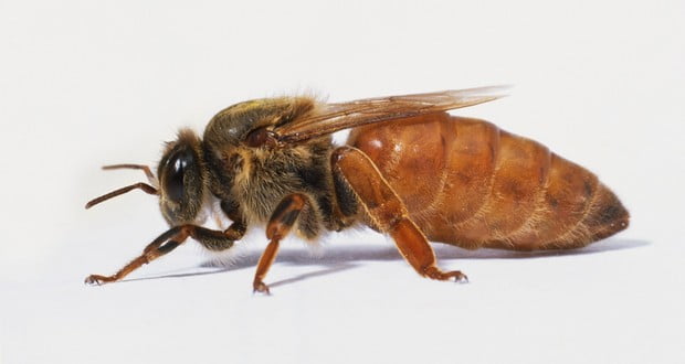 Queen bee 