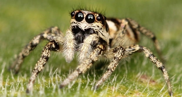 Spiders 