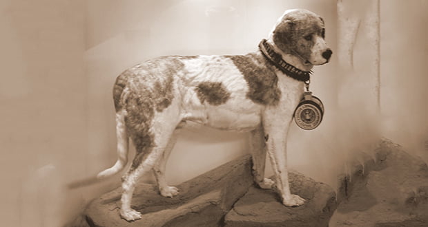Alpine Spaniel