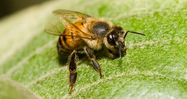 Killer bee