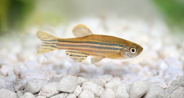 Zebrafish | Fact# 13197 | FactRepublic.com