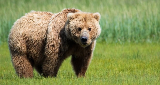 Grizzly bears