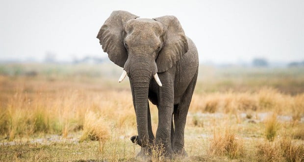 Elephants