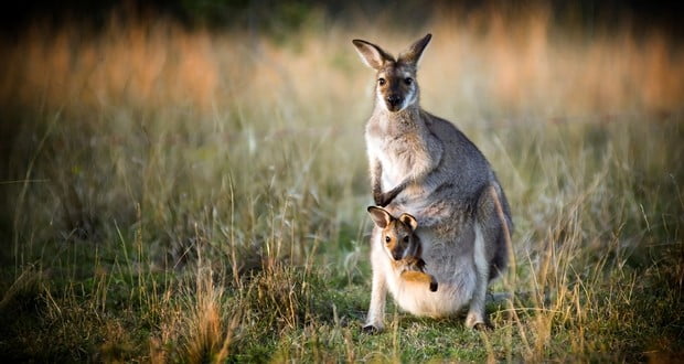 Kangaroo