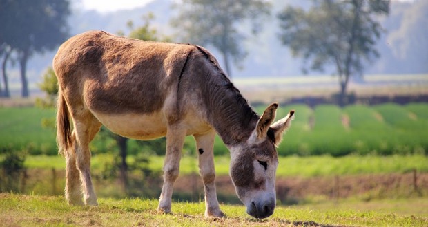 Donkeys