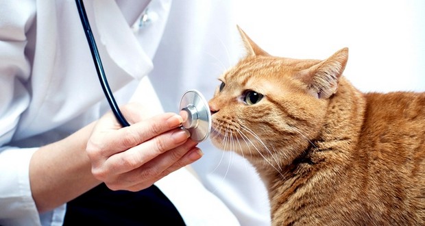 Veterinary doctors