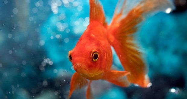 Live goldfish