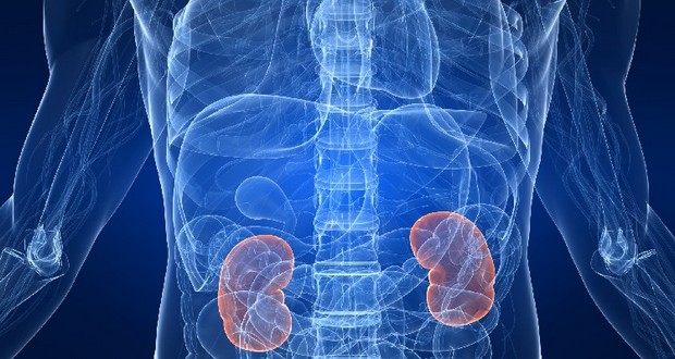 Kidneys