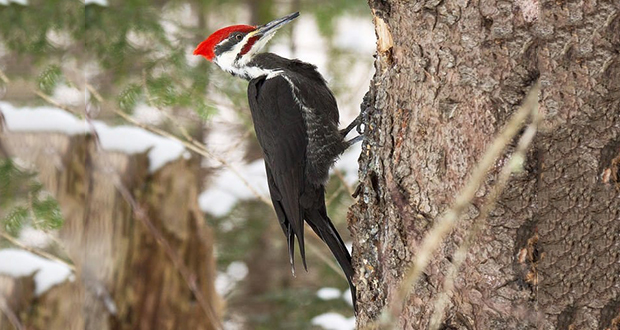Woodpeckers
