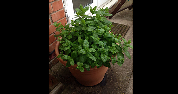 Mint plant