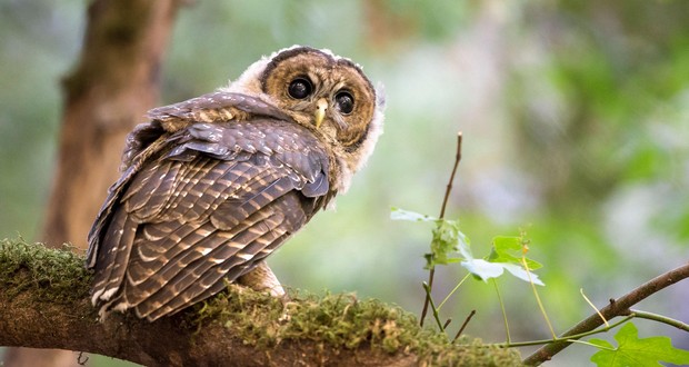 Owls