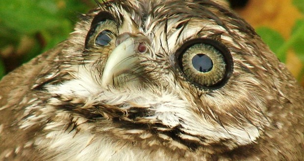 Owl eye color