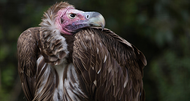 Vulture