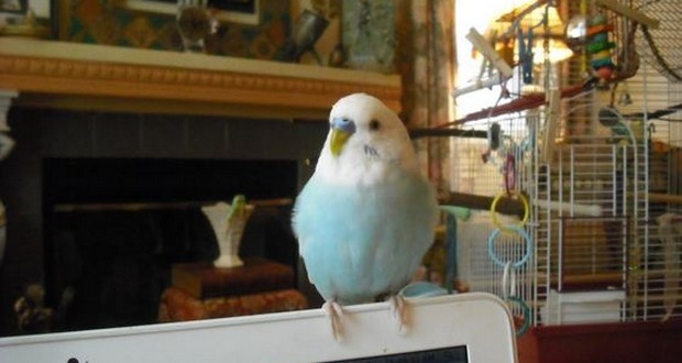 Puck