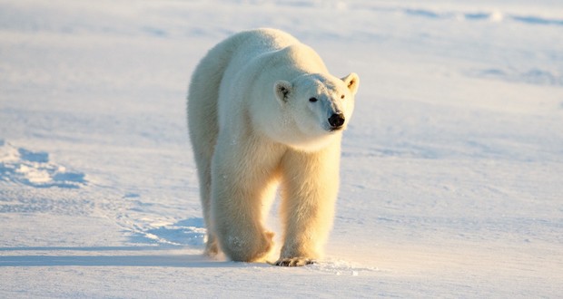 Polar bears