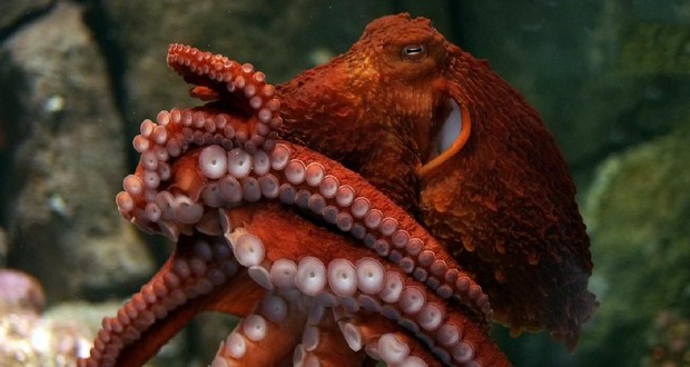 Giant Pacific octopus