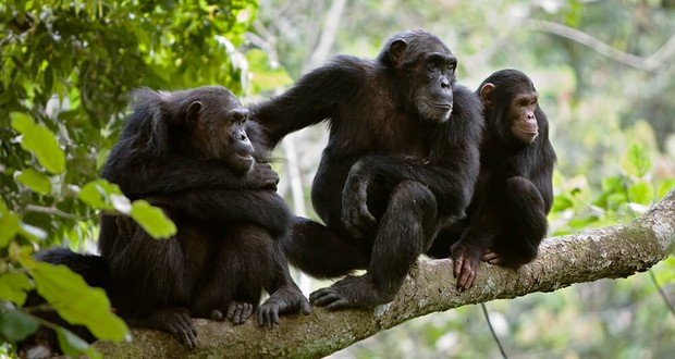 Chimpanzees