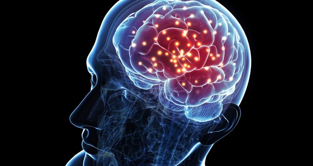 Brain