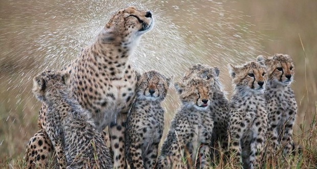 Cheetahs