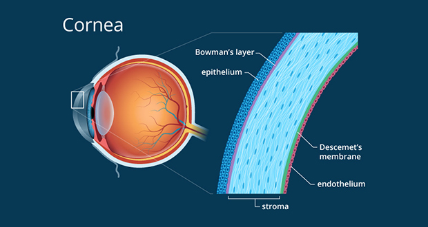 Cornea
