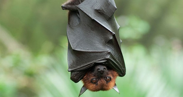 Bats
