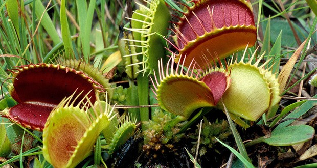 Venus flytraps