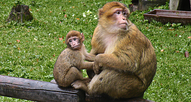 Barbary macaque