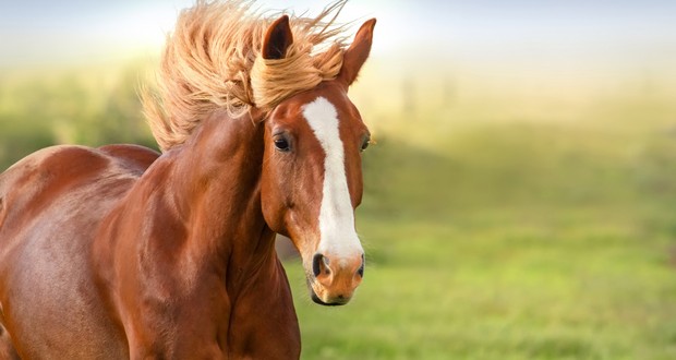 Horses