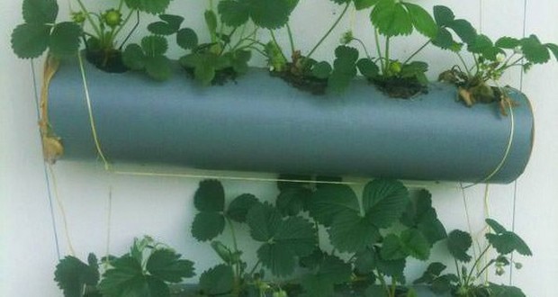 Plants