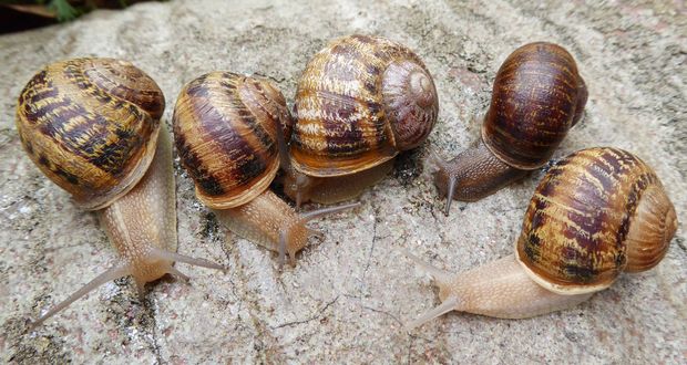 Lefty Snails