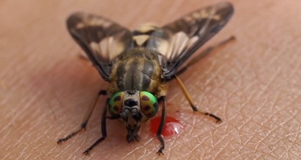 Insects