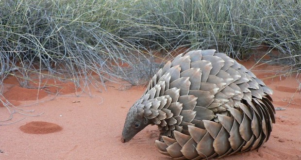 Pangolins