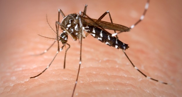Mosquito