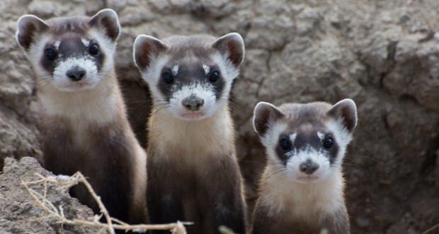 Ferret