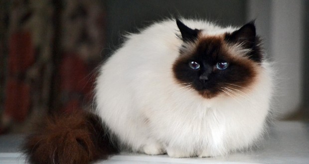 Cat Domestication