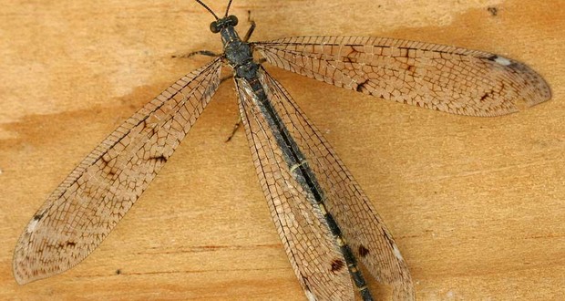 Antlion