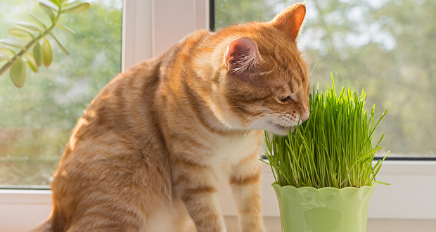 Catnip
