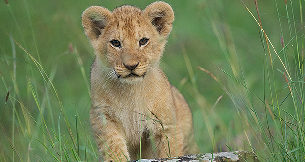 Lion cub