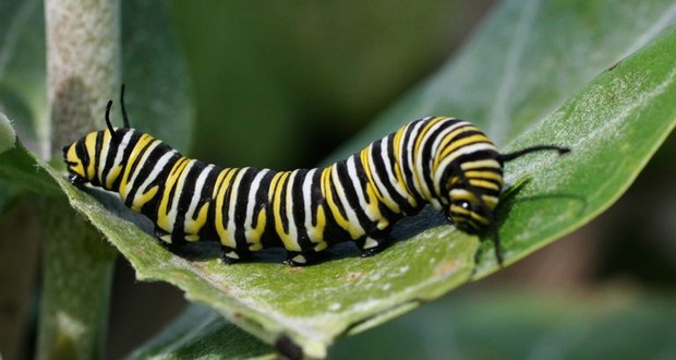 Caterpillar
