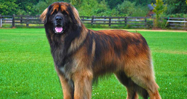 Leonberger