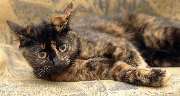 Tortoiseshell cats