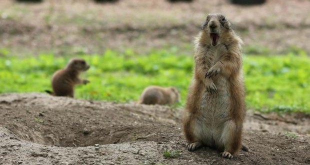 Prairie dog
