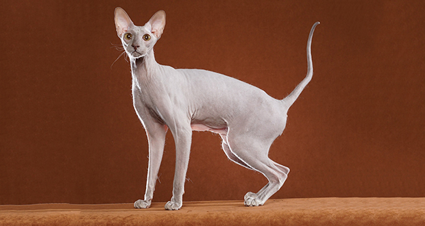 Peterbald cats