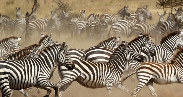 Zebras