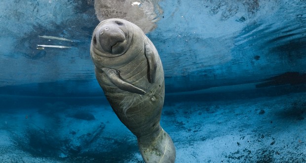 Manatees