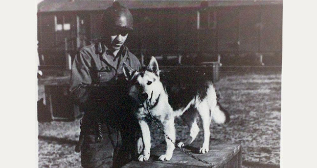 Army dogs